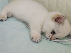 -小猫来了·猫舍(红山六九七九店)