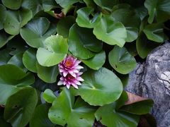-黑龙江省森林植物园