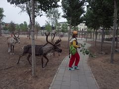景点-北京鹿世界主题园