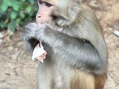 -黔灵山公园