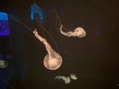 -波塞冬海底世界