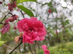 -羚羊峡古栈道森林公园