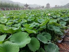 -渭南桃花源民俗文化园