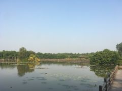 景点-大湾区中央湿地公园