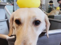 -PETKIT小佩宠物(古北店)