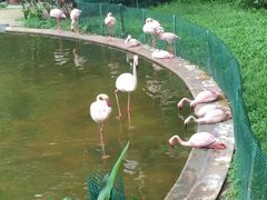 -九龙公园