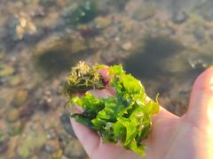 -青岛石老人海水浴场
