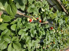 -大自然农场蔬菜草莓采摘园