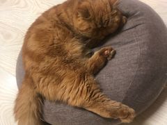 -猫和宫(六道口店)