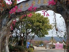 -天适樱花悠乐园