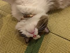 -猫在这儿猫咪咖啡馆·撸猫馆