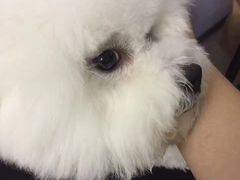-瑞鹏宠物医院·微创内窥镜·骨外科·牙科(翠竹分院)