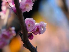 -雨花胜境