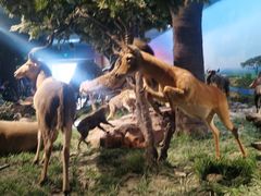 -国家自然博物馆