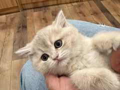 -袖虎·猫馆(体育西路店)