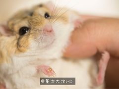 -藦茜花园宠物主题亲子互动体验馆(国顺东路店)