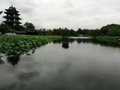 -桂湖森林公园