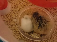 两只都是花鸟买的，大的老公公已经2岁半了。-本溪路花鸟市场(江浦路1709弄小区店)