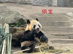 -都江堰中华大熊猫苑