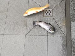 -京北渔家傲