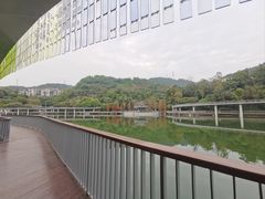 -银湖山郊野公园-相思林