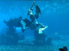 -海棠湾洲际-涛·海底餐厅·美人鱼·自助餐·海底隧道