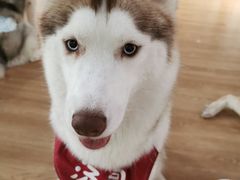 -Husky Go! 哈士奇体验馆·宠物咖啡厅狗咖