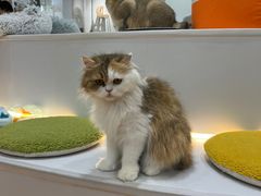 -COLOR PETS 撸猫馆·购猫·猫咖(长风大悦城店)