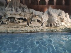 -帝企鹅自助餐厅•儿童岛•真企鹅(长隆企鹅酒店)