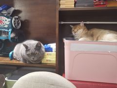 -逗柴咖啡屋·狗咖猫咖宠物桌游