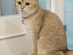 -楼上猫咖(罗湖店)