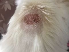 -芭比堂动物医院·CT·微创中心(新顺分院)