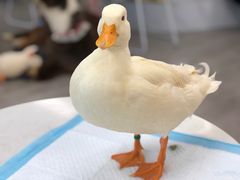 -Heymao猫咖.咖啡厅(东门店)