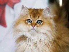 -lincat·猫舍(广州店)