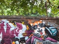 -柴犬高等学院·狗咖·柴犬售卖·宠物训练