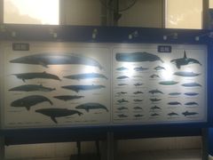 -上海海洋大学鱼文化博物馆(军工路校区)
