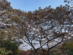 -黄埔油麻山森林公园