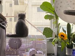 -李小姐の猫咖啡馆(五角场店)