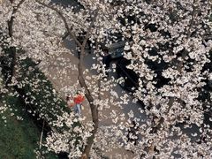 -武汉大学-樱园