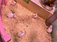 -正佳雨林生态植物园