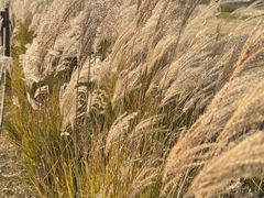 -汉长安城未央宫国家考古遗址公园