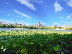 -莲花池公园