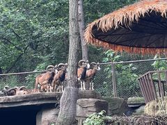 -沈阳森林动物园