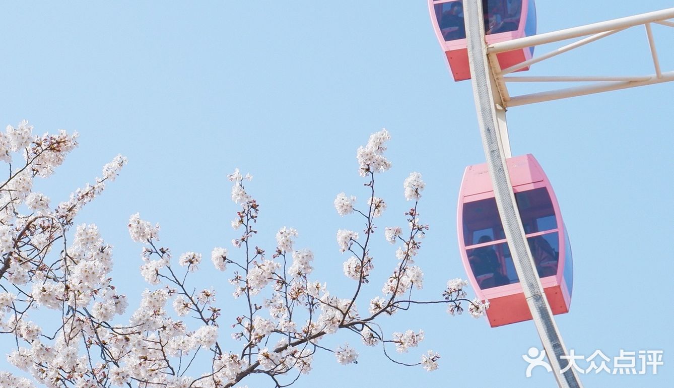 樱花摩天轮