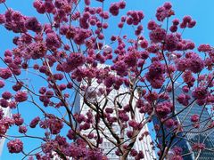 -深圳湾万象城(南山店)