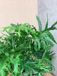 点击看大图 -P.STYLE 派斯造型