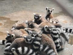 -西霞口神雕山野生动物世界