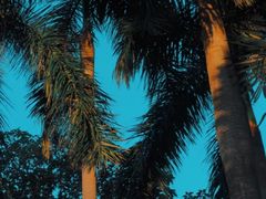 -深圳仙湖植物园