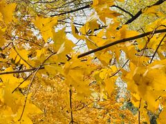 -长白岛森林公园