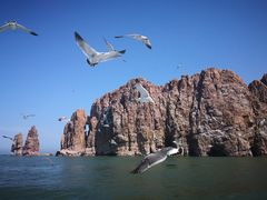 景点-长岛万鸟岛